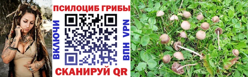 Галлюциногенные грибы Cubensis  даркнет какой сайт  Аркадак 
